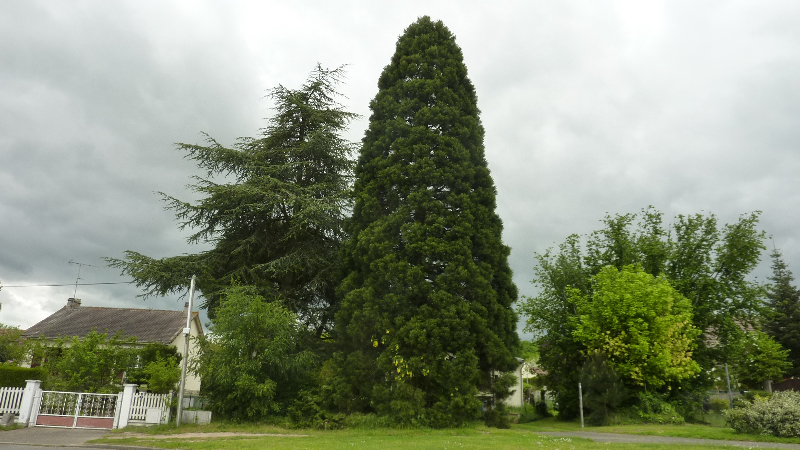 Séquoia géant à Bonnelles